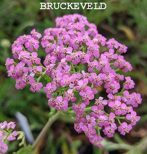 Achillea millefolium 'Lilac Beauty'