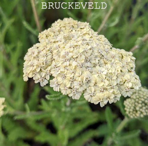 Achillea millefolium 'Mondpagoda'