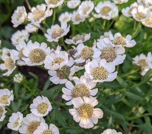 Achillea ptarmica 'Nana Compacta'