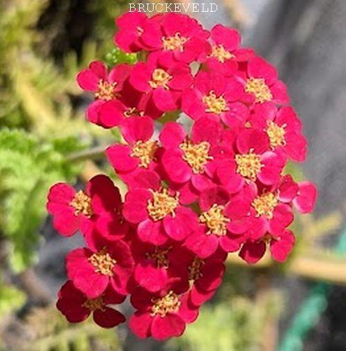 Achillea millefolium 'Paprika'