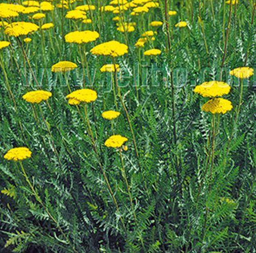 Achillea filipendulina 'Parker'