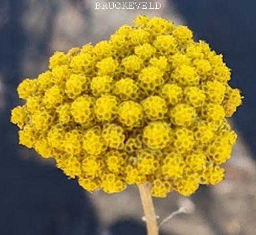 Achillea filipendulina 'Parker'