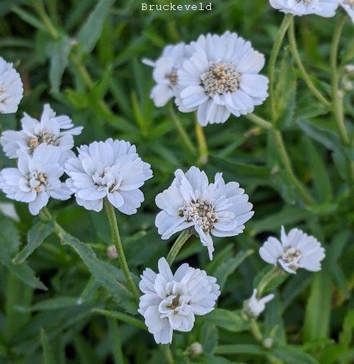Achillea ptarmica 'Perry's White' (Noblessa)