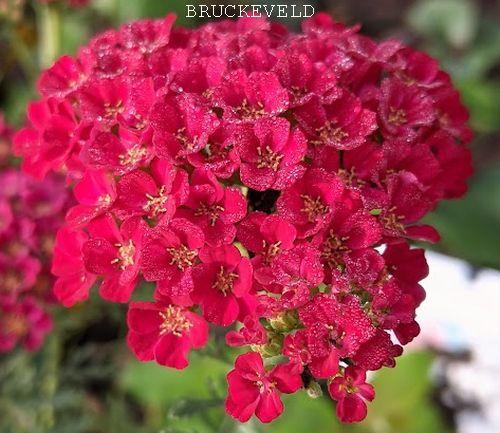 Achillea millefolium 'Pomegranate'