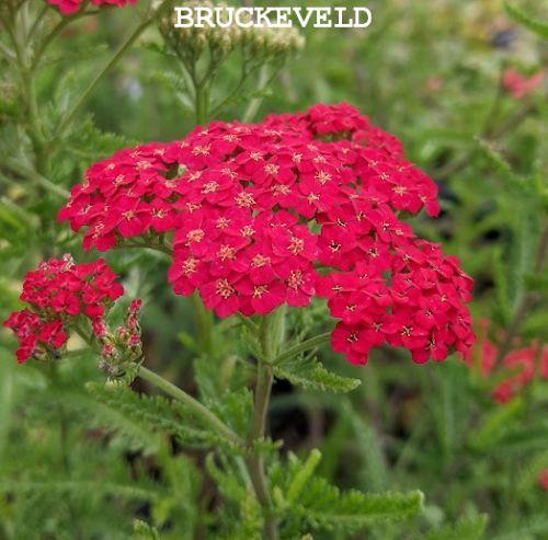 Achillea millefolium 'Red Velvet'