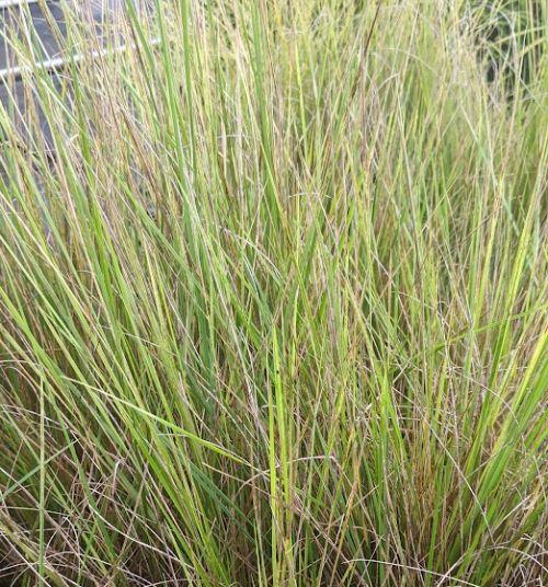 Achnaterum splendens (Stipa)