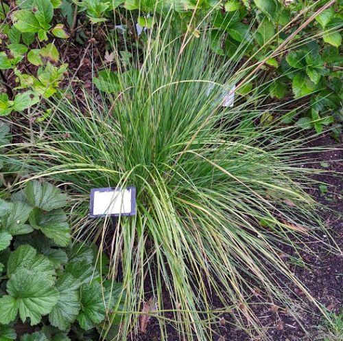 Achnaterum splendens (Stipa)