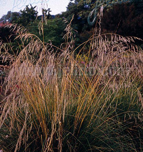 Achnaterum splendens (Stipa)