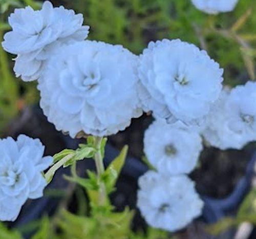 Achillea ptarmica 'The Pearl'