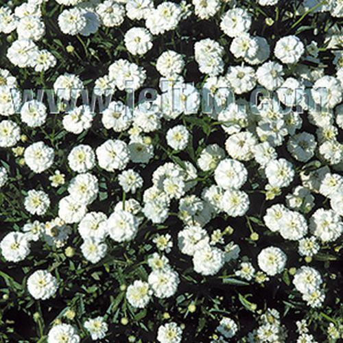 Achillea ptarmica 'The Pearl'