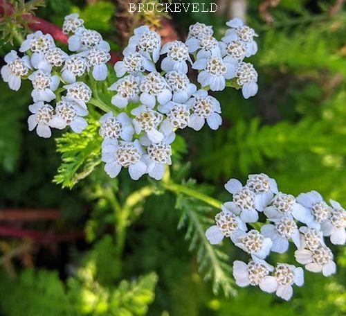 Achillea millefolium 'Weisses Wunder'