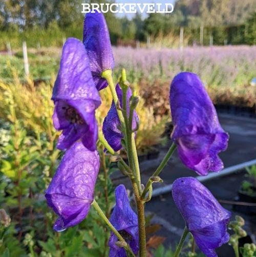 Aconitum carmichaelii 'Arendsii'