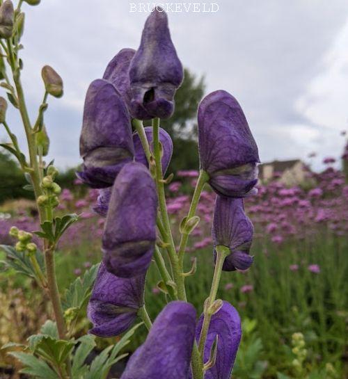 Aconitum carmichaelii 'Arendsii'