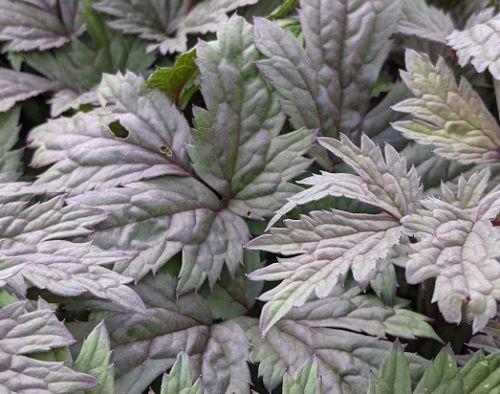 Actaea simplex  'Atropurpurea'