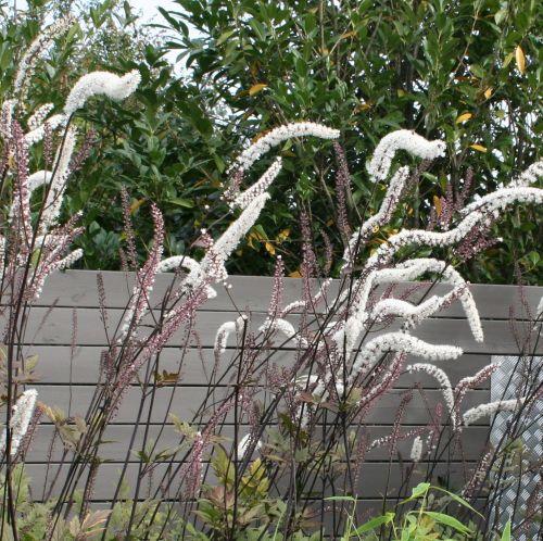 Actaea simplex  'Atropurpurea'