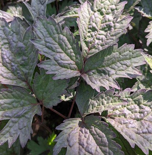 Actaea simplex 'Brunette'