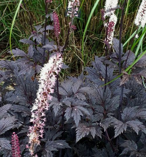 Actaea simplex 'Brunette'