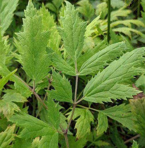 Actaea racemosa