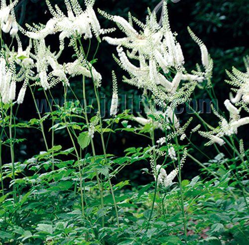 Actaea racemosa