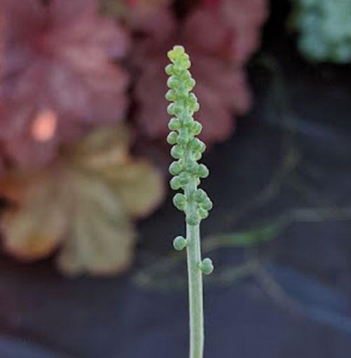 Actaea simplex 'White Pearl'