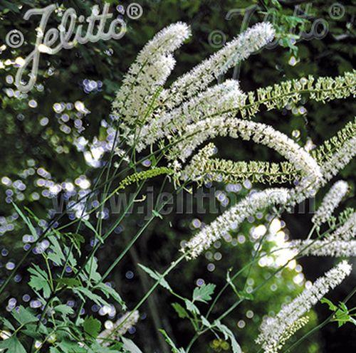 Actaea simplex 'White Pearl'