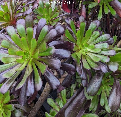 Aeonium arborem 'Zwartkop'