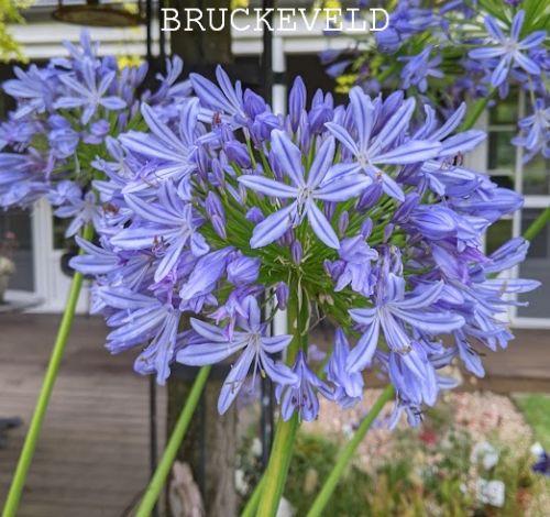 Agapanthus africanus