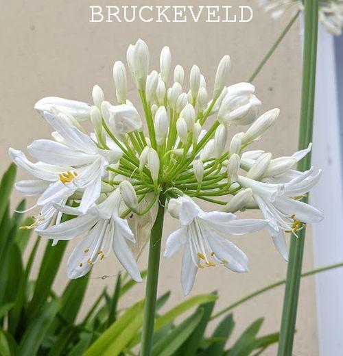 Agapanthus africanus 'Albus'