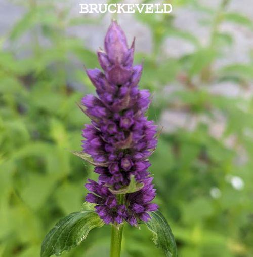 Agastache 'Black Adder'