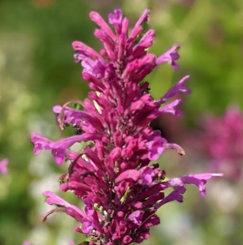 Agastache 'Bolero' (cana)