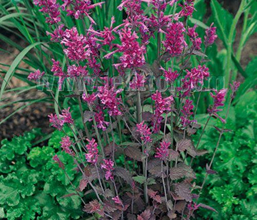 Agastache 'Bolero' (cana)