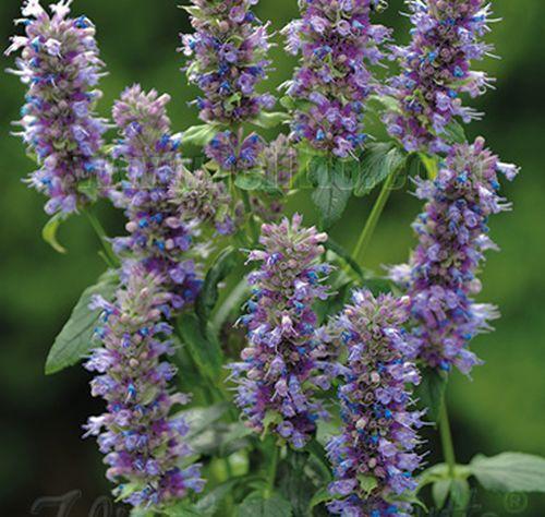 Agastache foeniculum