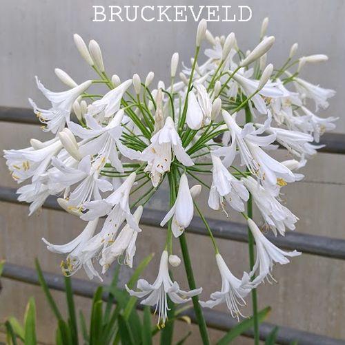 Agapanthus 'Getty White'