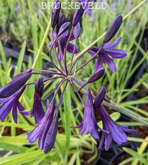 Agapanthus 'Indigo Dreams'