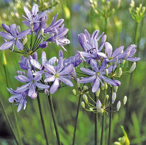 Agapanthus 'Peter Pan'