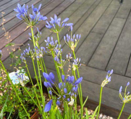 Agapanthus 'Peter Pan'