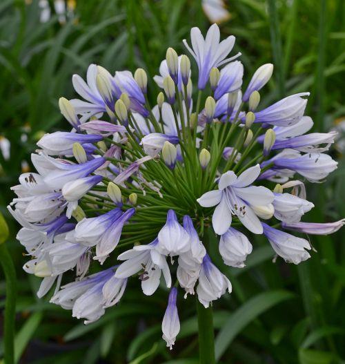 Agapanthus 'Twister'