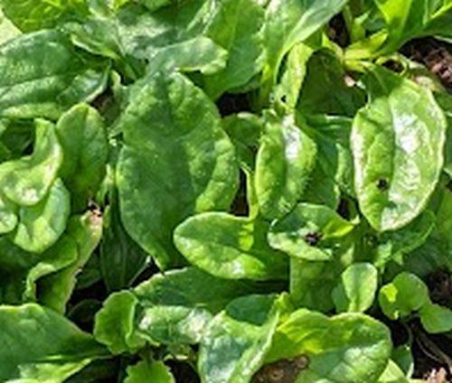 Ajuga reptans 'Alba'