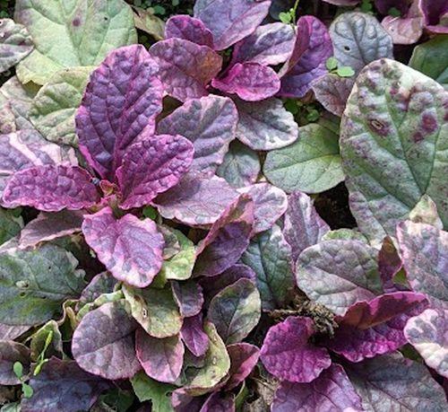 Ajuga reptans 'Burgundy Glow'