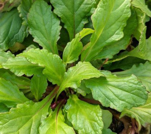 Ajuga reptans