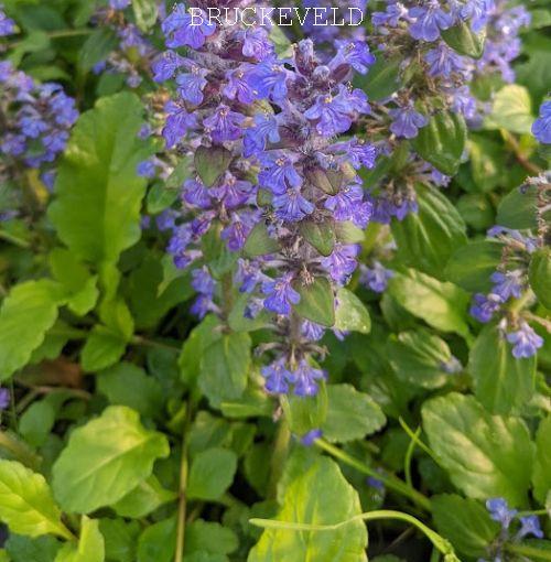 Ajuga reptans