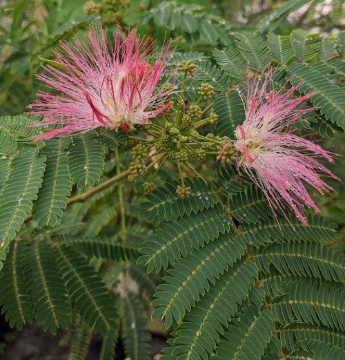 Albizia julibrissin