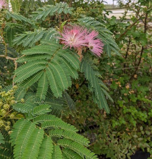 Albizia julibrissin 'E.H. Wilson' (rosea)