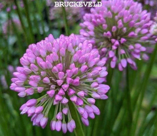 Allium 'Millenium'