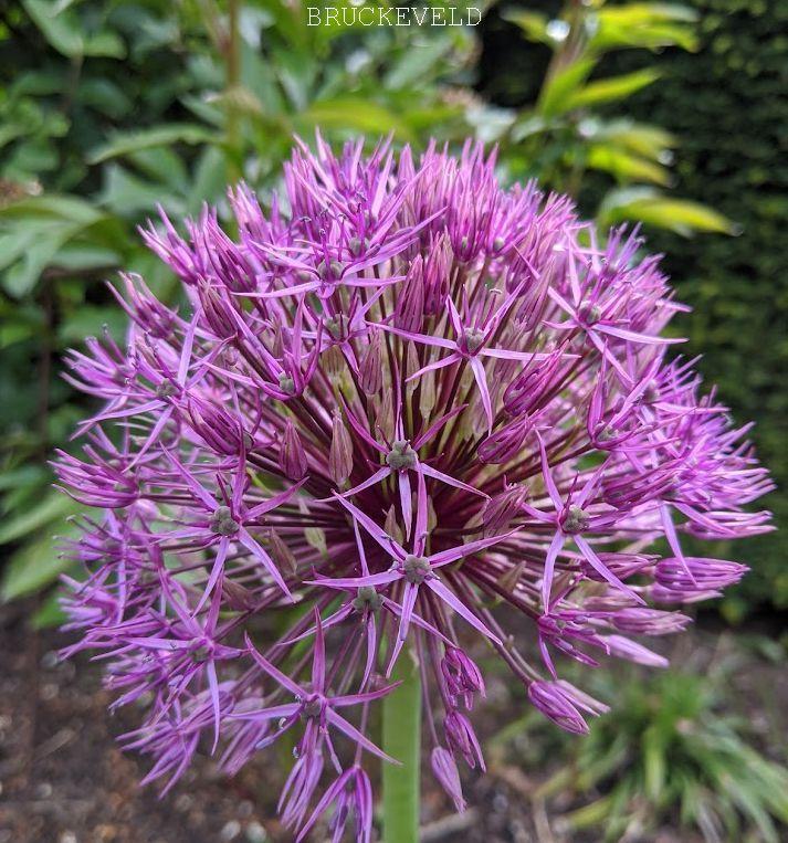 Allium 'Purple Rain'