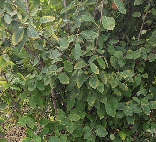 Amelanchier lamarckii