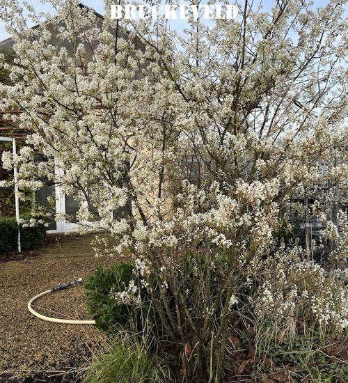 Amelanchier lamarckii MEERSTAMMIG