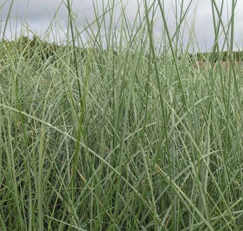 Ammophila arenaria