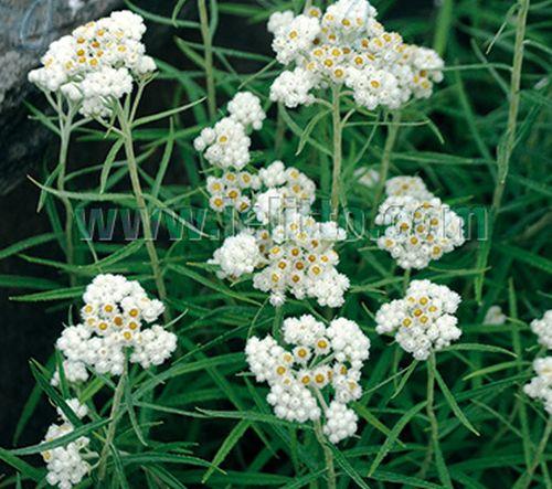 Anaphalis margaritacea 'Neuschnee'