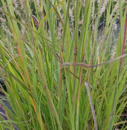 Andropogon gerardii